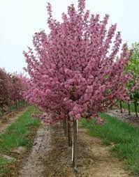 Pink Spires Crabapple : 4 Inch