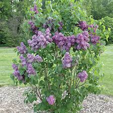 Common White Lilac : 3 Gallon