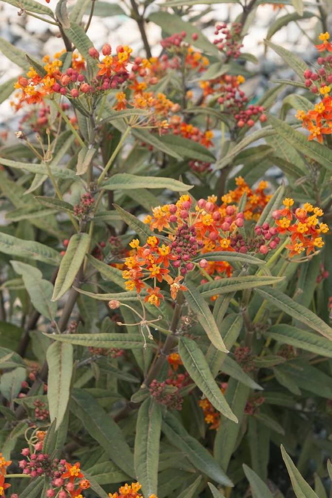 Red Butterfly Weed : 1 Gallon