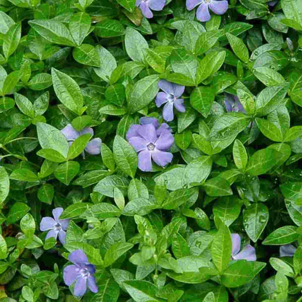 Vinca Minor Bowles : Flat