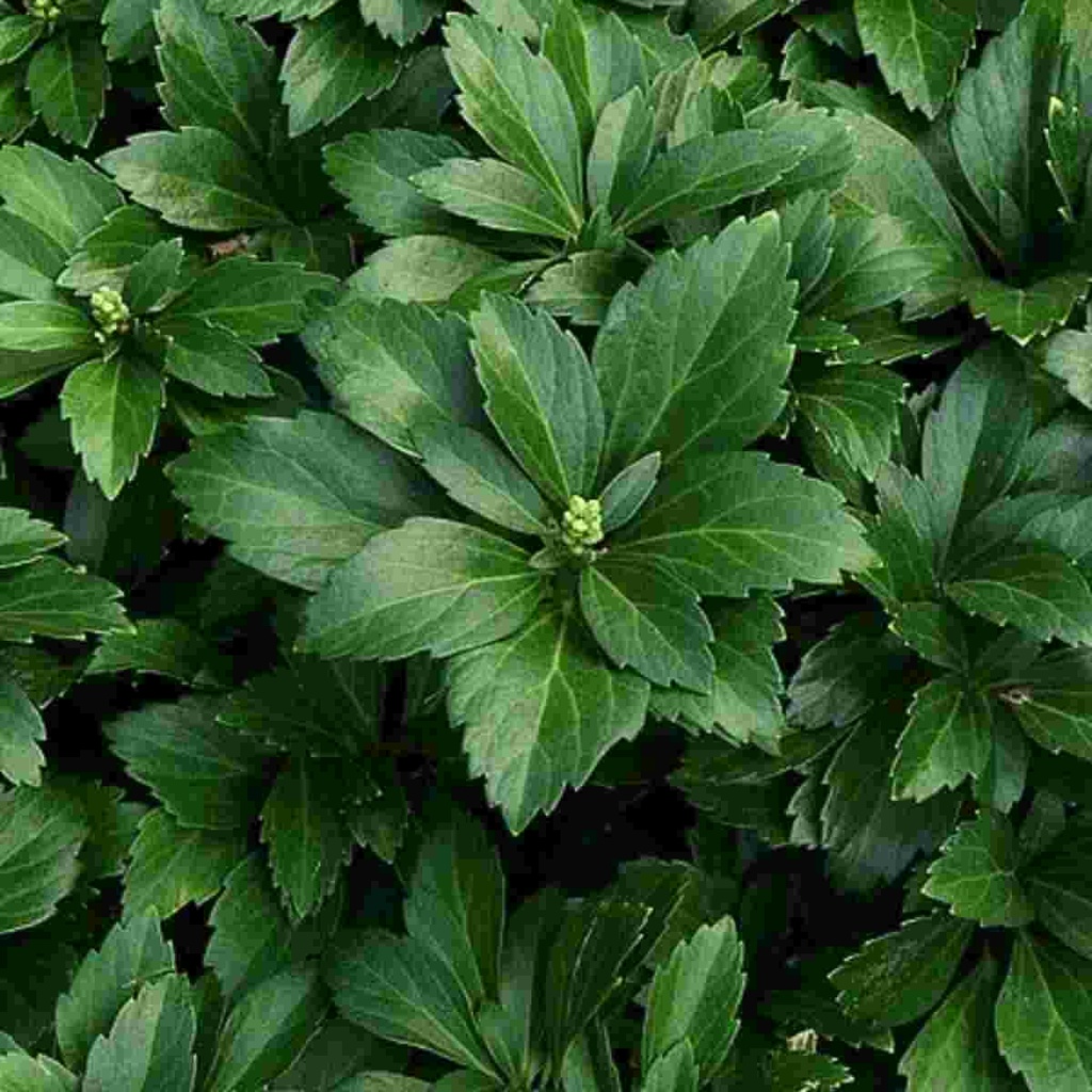 Green Carpet Pachysandra : Flat