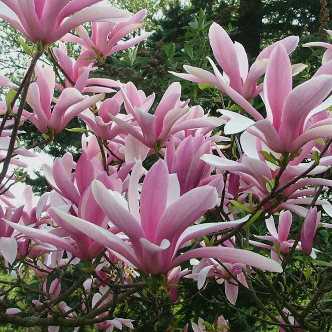 Betty Magnolia : 8 Foot