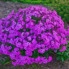 Cloudburst Phlox : 1 Gallon