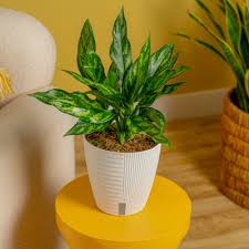 Aglaonema - Assorted : 6 Inch Pot