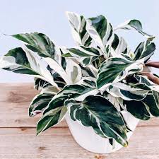 Calathea Fusion White : 6 Inch Pot