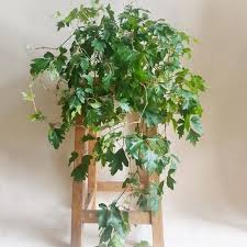 Cissus Ellen Danica Hanging Basket : 8 Inch Pot