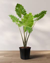 Alocasia Portora : 14 Inch Pot