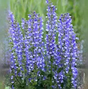 Azure Snow Salvia : 1 Gallon