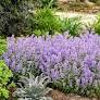 Cat's Meow Nepeta : 1 Gallon