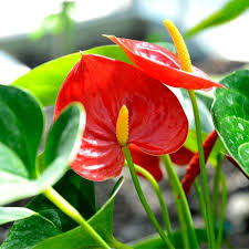 Flamingo Flower - Assorted : 6 Inch Pot