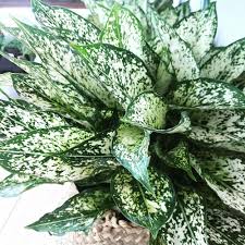 Aglaonema Spring Snow : 8 Inch Pot