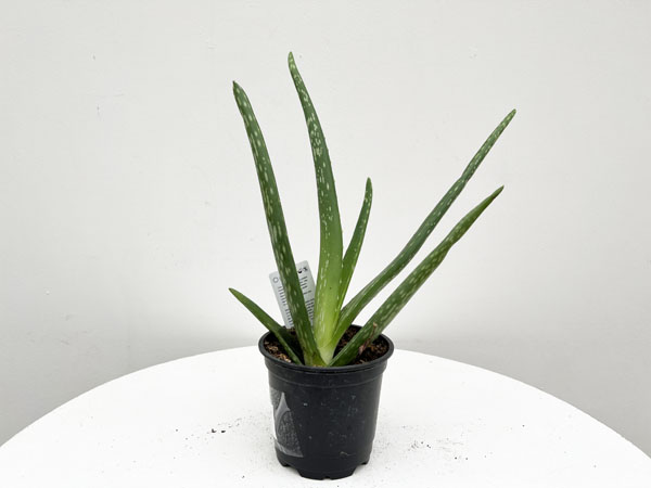 Aloe Vera : 4 Inch Pot