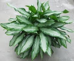 Aglaonema Emerald Bay : 10 Inch Pot