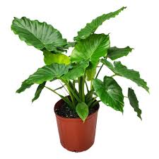 Dwarf Elephant Ear 'California' : 10 Inch Pot