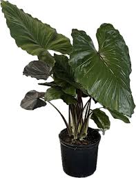 Elephant Ear 'Metallic' : 12 Inch Pot