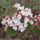 Spice Girl Viburnum ® : 30 Inch