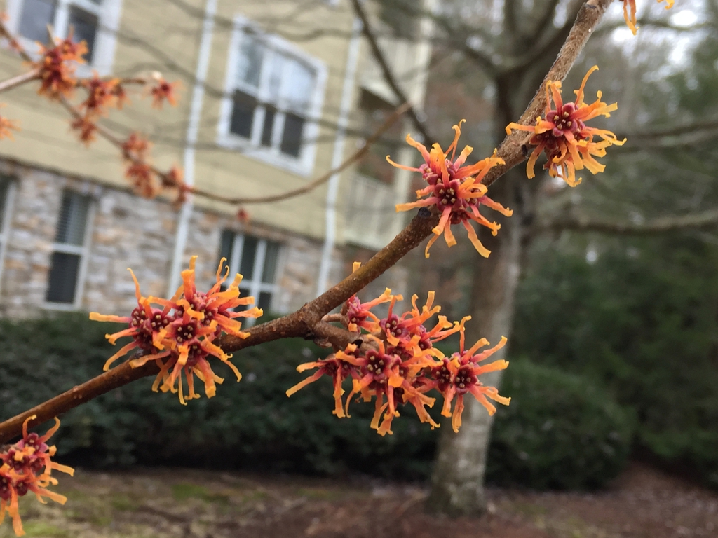 Rose Lyric Witchhazel : 3 Foot
