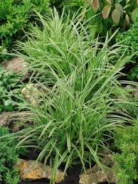 Ice Dance Sedge : 1 Gallon