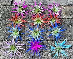 Color Enhanced : Air Plants