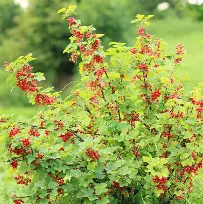 Alpine Currant : 7 Gallon