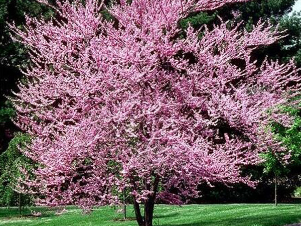 Eastern Redbud MS : 15 Gallon