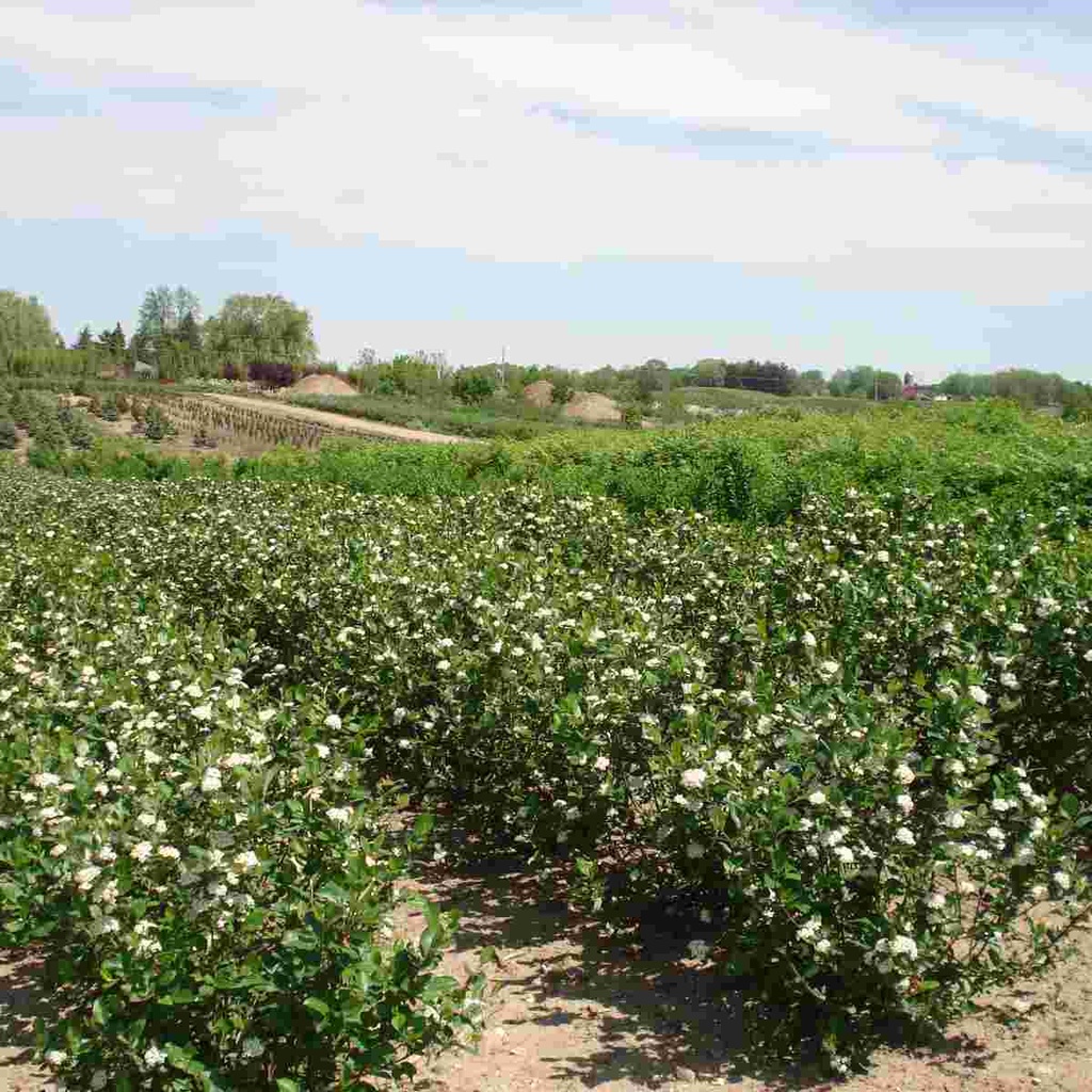 Black Chokeberry : 10 Gallon