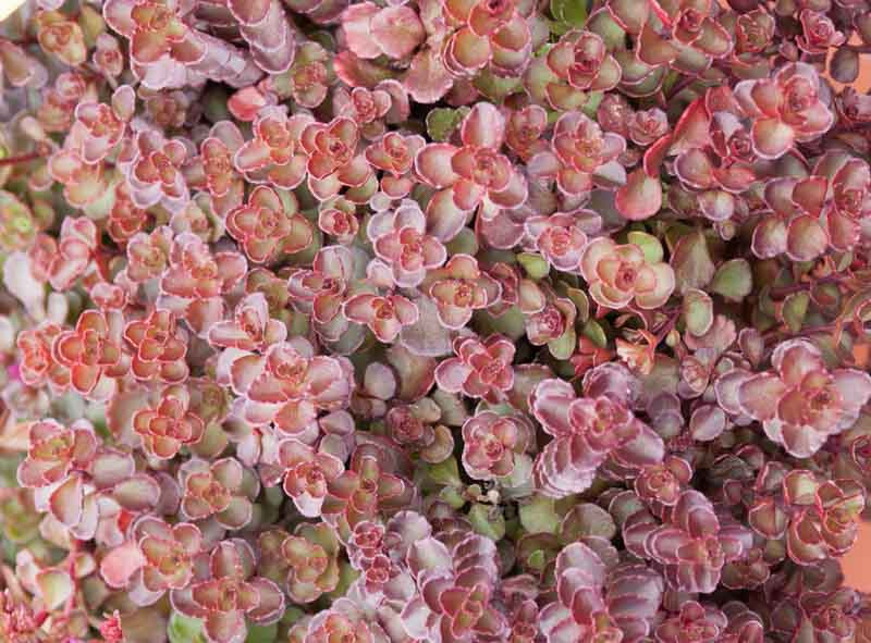 Voodoo Stonecrop Sedum : 1 Gallon