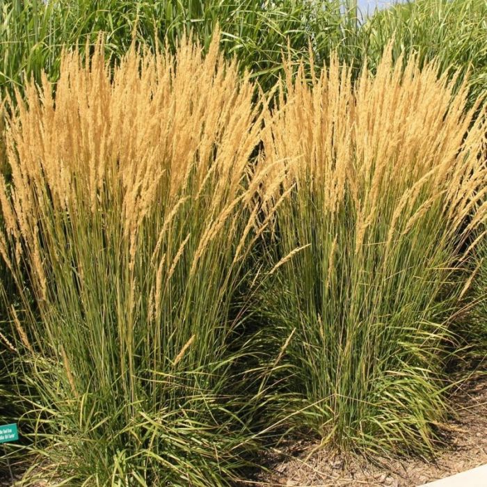 Karl Foerster Feather Reed Grass : 1 Gallon
