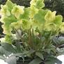 Helleborus Winter Magic ™ Candy love : 1 Gallon