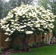Ivory Silk Lilac MS : 15 Gallon