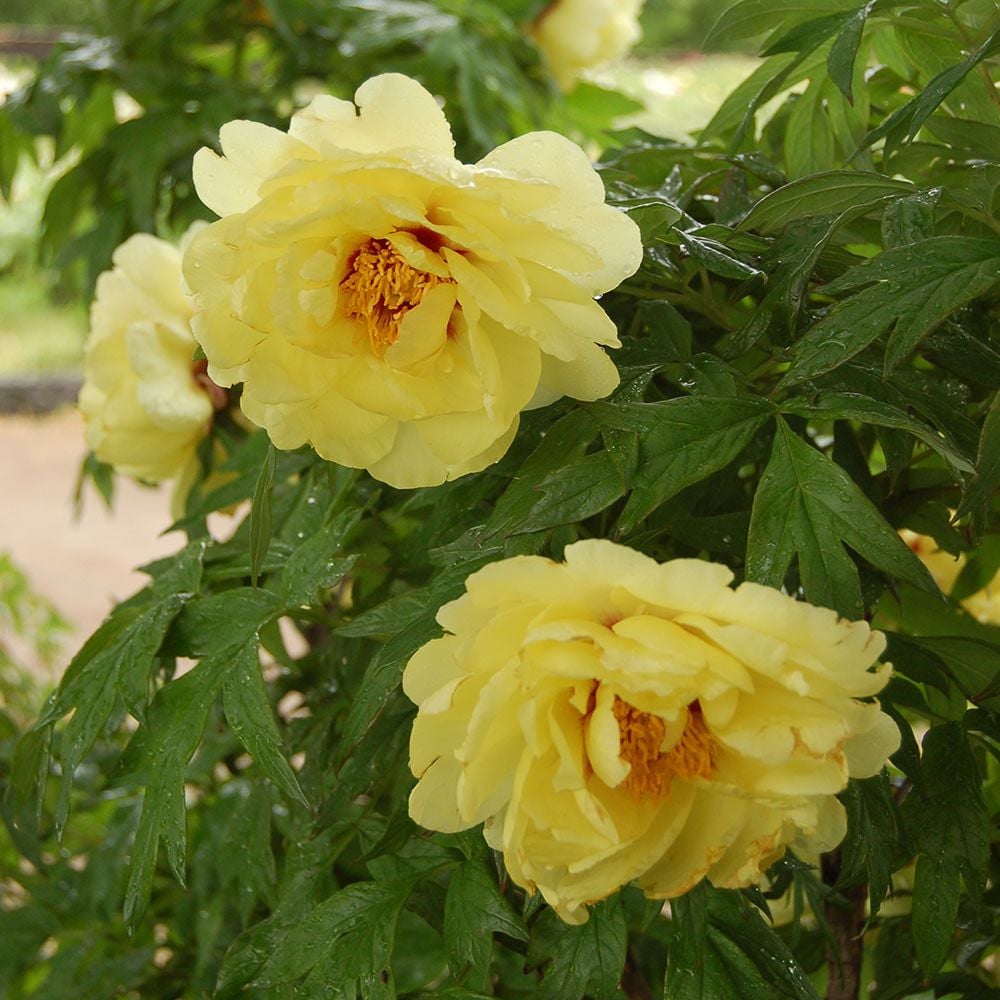 Yellow High Noon Peony Tree : 3 Gallon