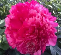 Command Performance Peony : 3 Gallon