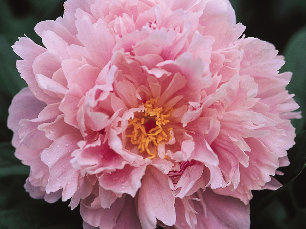 Sarah Bernhardt Peony Pink : 3 Gallon