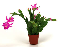 Holiday Cactus : 6 Inch Pot