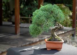 Bonsai Juniper : 5 Inch Pot