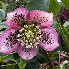 Royal Heritage Lenten Rose : 1 Gallon