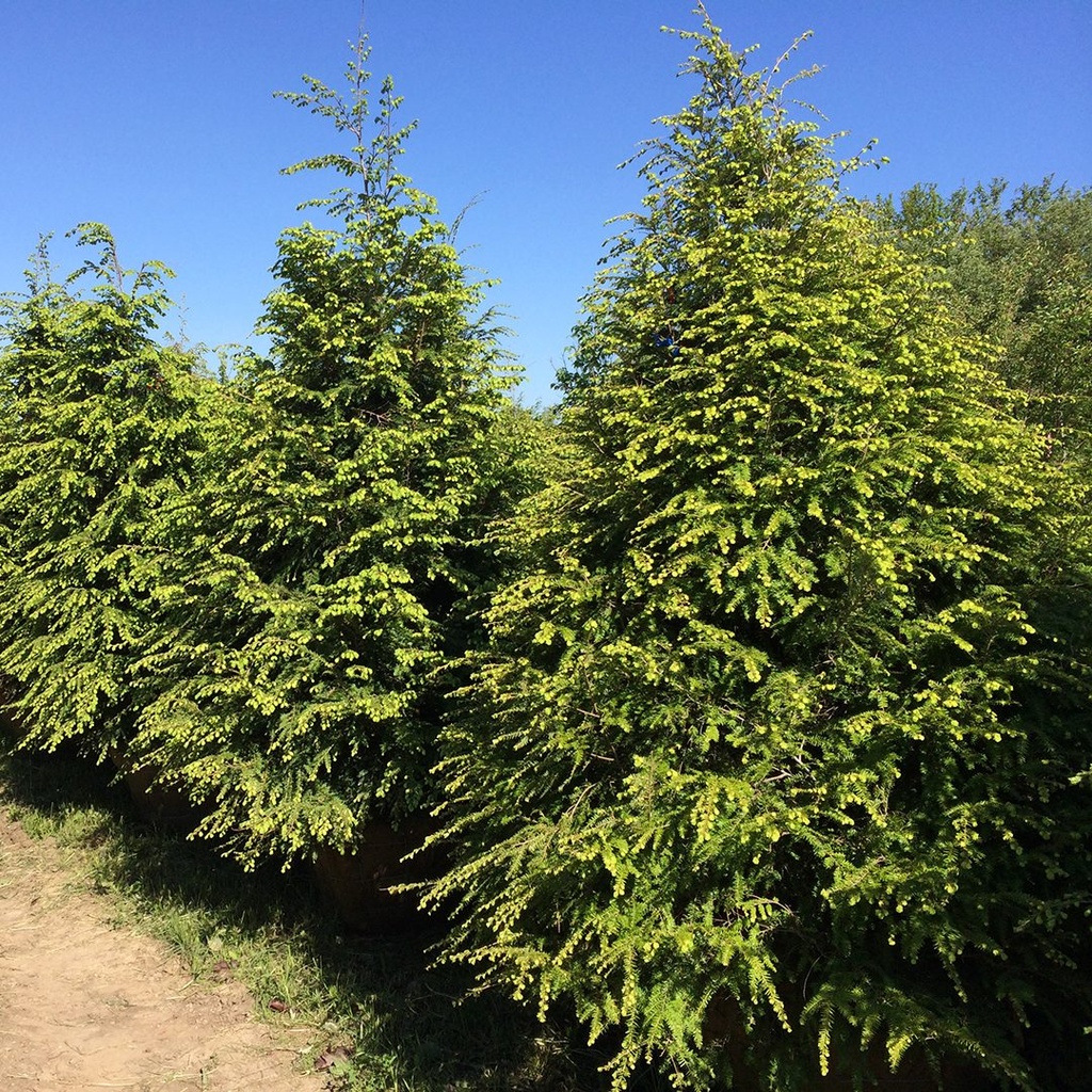 Eastern Hemlock : 7 Foot