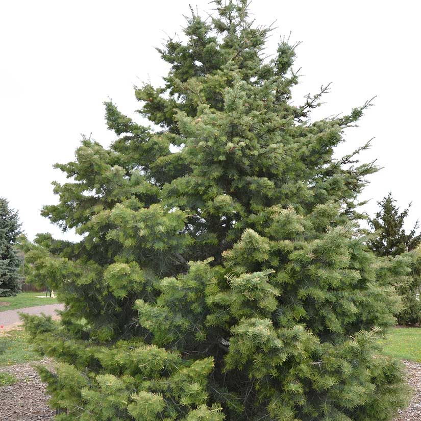 Concolor Fir : 8 Foot