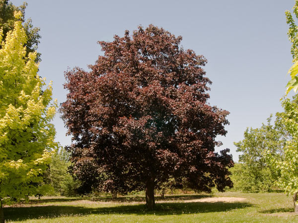 Royal Red Maple : 3.5 Inch