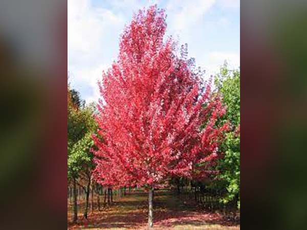 Redpointe Maple : 6 Inch