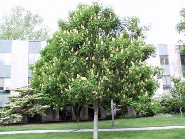 Ohio Buckeye : 4.5 Inch