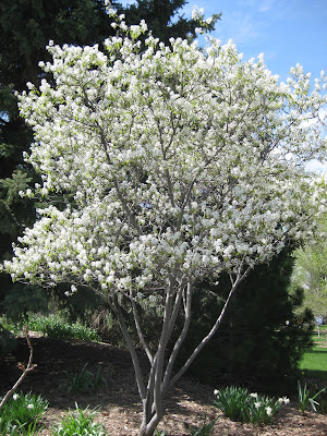 Coles Select Serviceberry MS : 7 Foot