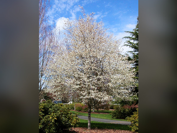 Spring Flurry ® Serviceberry : 1.75 Inch