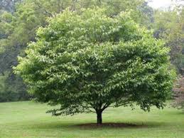 American Hornbeam : 4.5 Inch