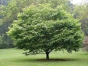 American Hornbeam : 5 Inch