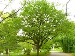 American Hornbeam MS : 8 Foot