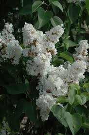 Remembrance Lilac : 5 Foot