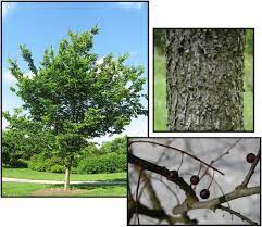 Chicagoland Hackberry : 2.5 Inch