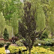 Red Fox Katsura Tree : 12 Foot