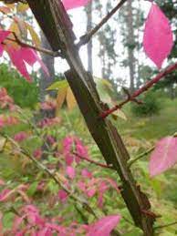 Monstrosus Burning Bush : 5 Foot